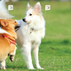 Illustration for article titled Invisible Dog Fence Brings Several Benefits to the Dog Ownerem/em